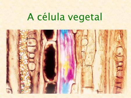 A célula vegetal.