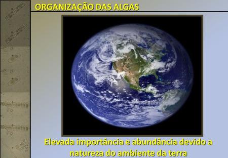 ORGANIZAÇÃO DAS ALGAS Elevada importância e abundância devido a natureza do ambiente da terra.