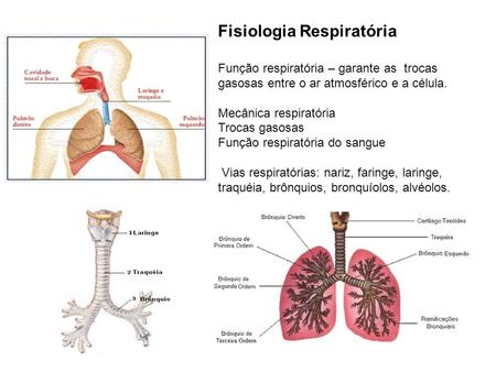 Fisiologia Respiratória