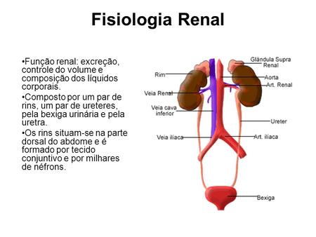 Fisiologia Renal Função renal: excreção, controle do volume e composição dos líquidos corporais. Composto por um par de rins, um par de ureteres, pela.
