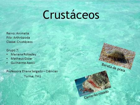 Crustáceos Reino: Reino: Animalia Filo: Arthrópoda Classe: Crustáceos