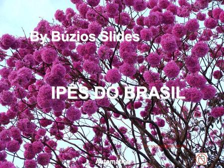 Por By Búzios Slides IPÊS DO BRASIL Automático.