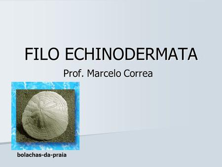 FILO ECHINODERMATA Prof. Marcelo Correa bolachas-da-praia.