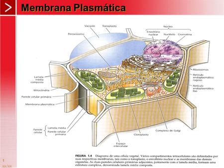 Xx/xx 1 Membrana Plasmática. xx/xx 2 3 Membrana Plasmática - Características principais:  A membrana celular ou plasmática é uma camada dupla de moléculas.