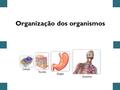 Organização dos organismos
