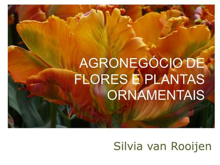 AGRONEGÓCIO DE FLORES E PLANTAS ORNAMENTAIS Silvia van Rooijen.