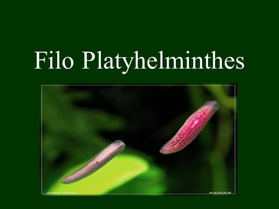 Filo platyhelminthes ppt - Ingeres PPTs View free & download | campeurope.hu