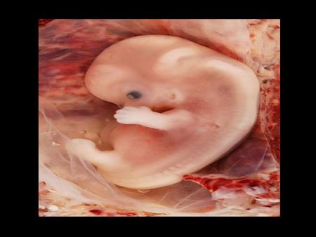 Embriologia É a ciência que estuda a formação dos complexos órgãos e sistemas de um animal, a partir de uma única célula indiferenciada: ZIGOTO espermatozóide.