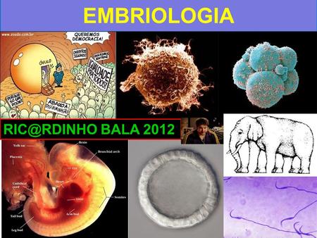 EMBRIOLOGIA BALA 2012. -Estuda a formação do embrião e suas modificações -Baseada em 4 critérios: -Classificação dos ovos -Segmentação -Gastrulação.