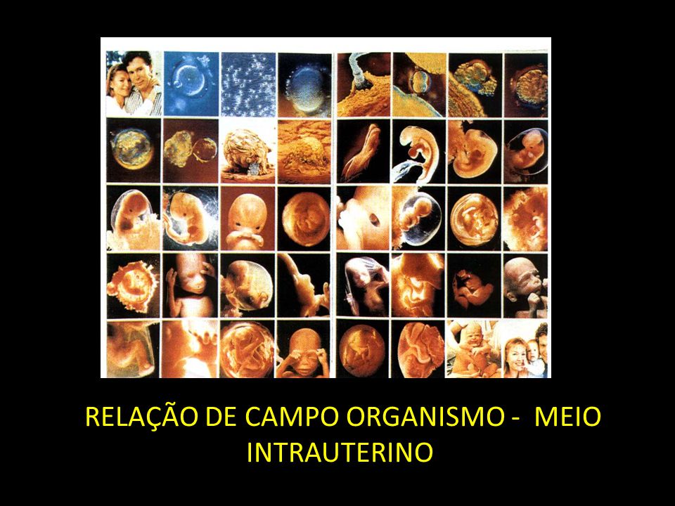 RELAÇÃO DE CAMPO ORGANISMO - MEIO INTRAUTERINO - ppt carregar