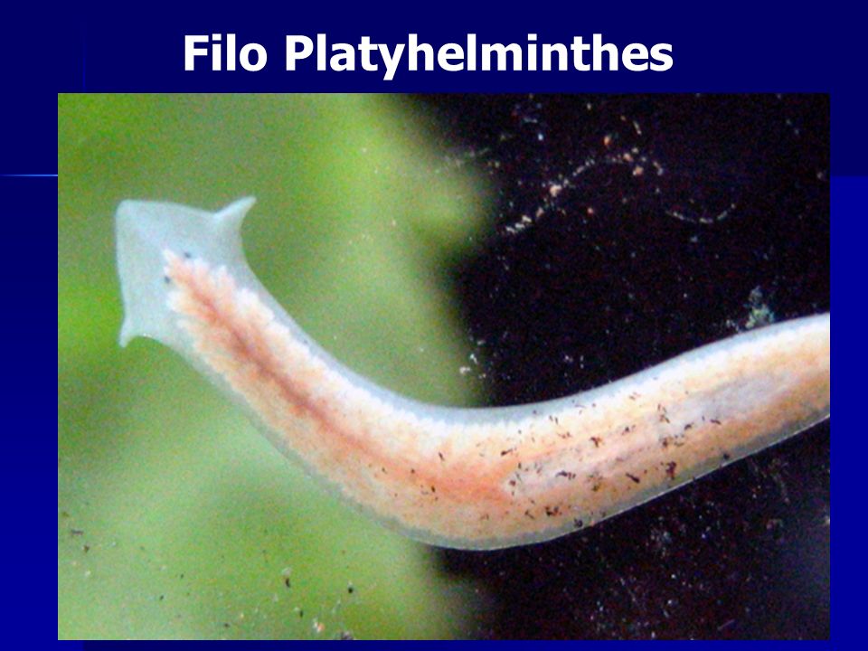 filo platyhelminthes