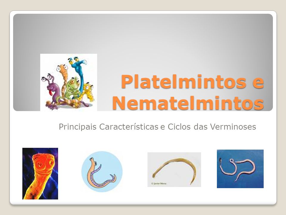 Platyhelminthes nemathelminthes ppt. Calea platyhelminthes ppt x