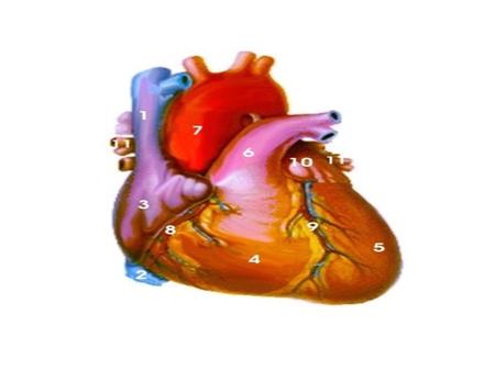 O coração é um órgão muscular localizado abaixo do osso anterior do tórax (chamado de esterno).