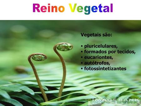 Reino Vegetal Vegetais são: pluricelulares, formados por tecidos,