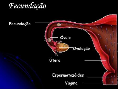 Fecundação Vagina Espermatozóides Útero Ovulação Óvulo Fecundação.