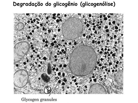 Degradação do glicogênio (glicogenólise)