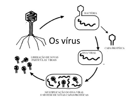 Os vírus. Vírus Não possuem célula Reproduzem-se somente dentro de células vivas Só possuem um tipo de material genético Podem passar por muitas mutações.