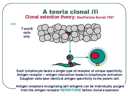 A teoria clonal (I). A teoria clonal (III) No. divisões celulares Número de células de uma especificidade Limite do nível de proteção Seleção clonal.