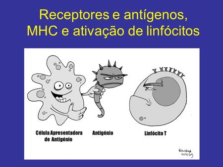 Receptores e antígenos, MHC e ativação de linfócitos