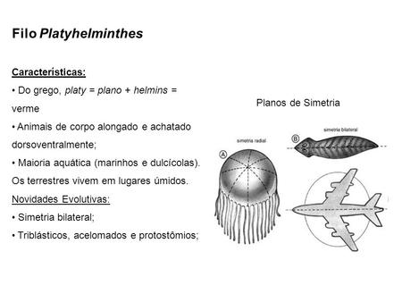 Filo Platyhelminthes Características: