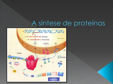  Cístron › Segmento do DNA › Codifica uma proteína  Síntese é dividida em 3 etapas › Transcrição › Ativação de aminoácidos › Tradução.