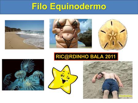 Filo Equinodermo RIC@RDINHO BALA 2011.