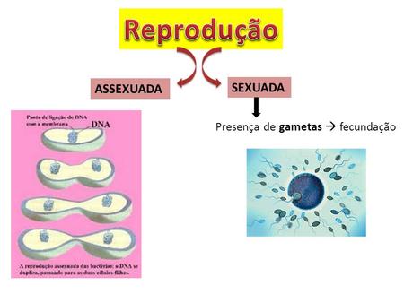 Reprodução ASSEXUADA SEXUADA Presença de gametas  fecundação.