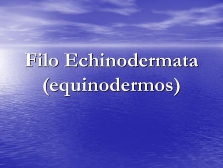 Filo Echinodermata (equinodermos). I. Classificação: A. Classe Asteroidea (asteróides):. Ex.: estrelas-do-mar.. Cinco braços partem de um disco central,