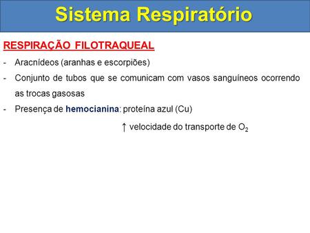 Sistema Respiratório RESPIRAÇÃO FILOTRAQUEAL