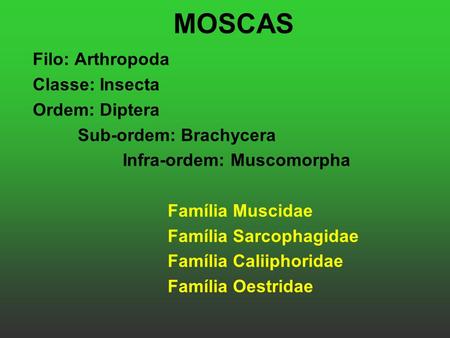 MOSCAS Filo: Arthropoda Classe: Insecta Ordem: Diptera