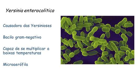 Yersinia enterocolitica Causadora das Yersinioses Bacilo gram-negativo Capaz de se multiplicar a baixas temperaturas Microaerófila.