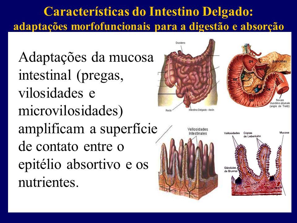 Características do Intestino Delgado: - ppt carregar