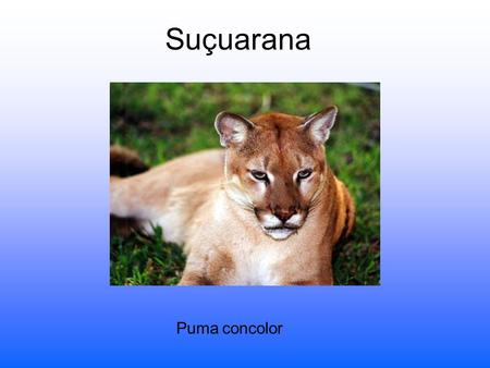 Suçuarana Puma concolor.