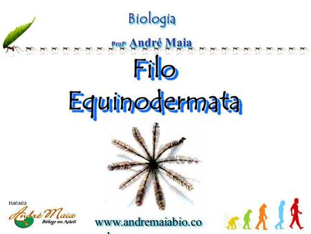 Biologia Profº André Maia Filo Equinodermata.