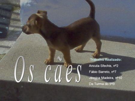 Os cães Trabalho Realizado: Ancuta Sfechis, nº2 Fábio Barreto, nº7