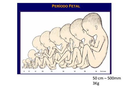50 cm – 500mm 3Kg. CRESCIMENTO E DESENVOLVIMENTO FETAL Período Fetal : 9ª sem após a fertilização ou 10ª sem. após a DUM 4 cm de comprimento O desenvolvimento.