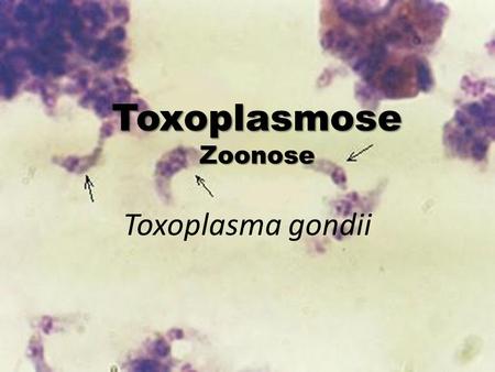 Toxoplasma gondii ToxoplasmoseZoonose. Parasitose comum, pode ser grave em certas situações no caso de gestantes e HVI + infectados com Toxoplasma. A.