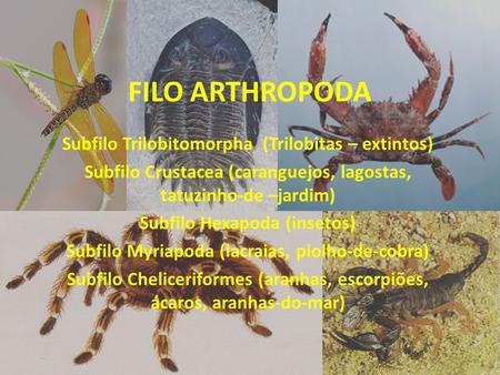 FILO ARTHROPODA Subfilo Trilobitomorpha (Trilobitas – extintos) Subfilo Crustacea (caranguejos, lagostas, tatuzinho-de –jardim) Subfilo Hexapoda (insetos)