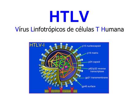 HTLV Vírus Linfotrópicos de células T Humanas. HTLV Vírus Linfotrópicos de células T Humanas.