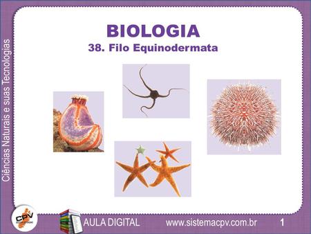 1 Ciências Naturais e suas Tecnologias AULA DIGITAL BIOLOGIA 38. Filo Equinodermata.