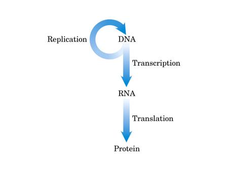 Meselson & Stahl, 1958 DNA polimerase: Síntese de DNA necessita de cadeia molde Síntese de DNA na direcção 5’  3’ DNA polimerase necessita de sequência.