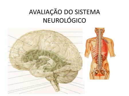 AVALIAÇÃO DO SISTEMA NEUROLÓGICO. Avaliação do sistema nervoso Neurologia: Sistema nervoso central: cavidade craniana (ENCÉFALO) canal vertebral: (MEDULA.