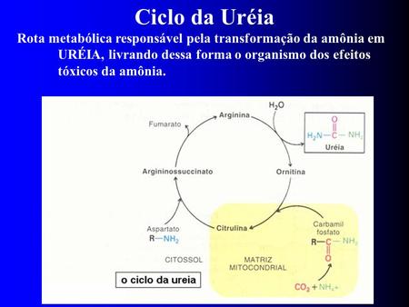Ciclo da Uréia Rota metabólica responsável pela transformação da amônia em URÉIA, livrando dessa forma o organismo dos efeitos tóxicos da amônia.