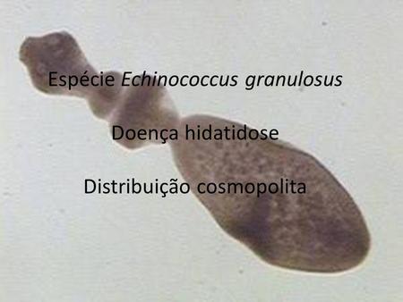 Espécie Echinococcus granulosus Doença hidatidose Distribuição cosmopolita.