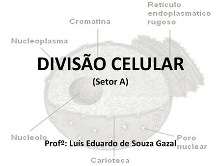 DIVISÃO CELULAR (Setor A) Profº: Luís Eduardo de Souza Gazal.