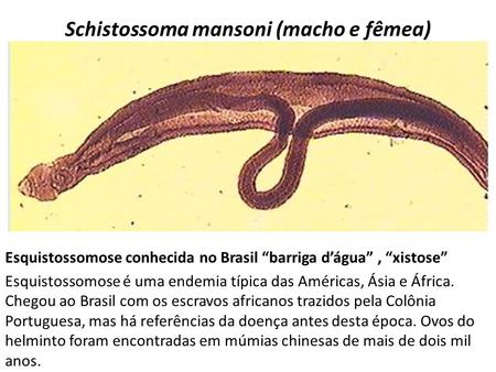 Schistossoma mansoni (macho e fêmea)