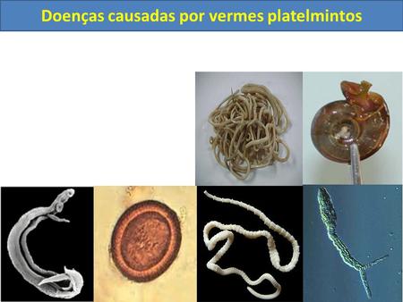 Doenças causadas por vermes platelmintos