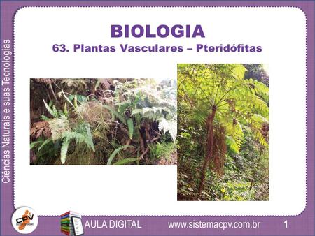 1 Ciências Naturais e suas Tecnologias AULA DIGITAL BIOLOGIA 63. Plantas Vasculares – Pteridófitas.