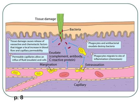 Inflamação p. 8. INFLAMAÇÃO INFLAMAÇÃO AGUDA 1.Alterações no calibre vascular: 2.Aumento da permeabilidade vascular: 3.Eventos celulares: Diapedese leucocitária.