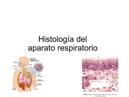 Histología del aparato respiratorio.